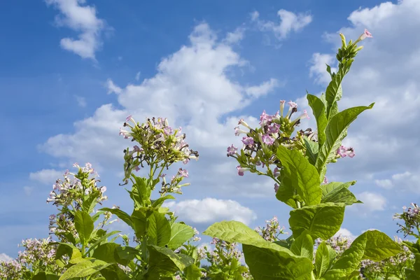 Tobacco plants with large leaves. — Stock Photo, Image