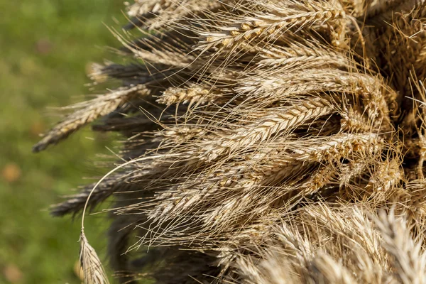 Roggen-Ähren. — Stockfoto