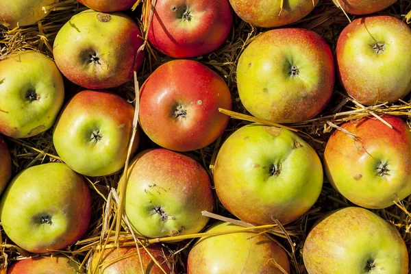 Manzanas jugosas . —  Fotos de Stock