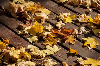 Sarı sonbahar yaprakları.