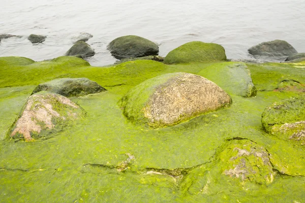 Stones in the algae. — Stock Photo, Image