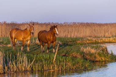 At ücretsiz çalışan.