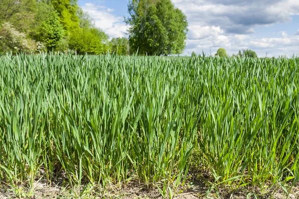 Keimendes Getreide, junge Pflanzen. — Stockfoto