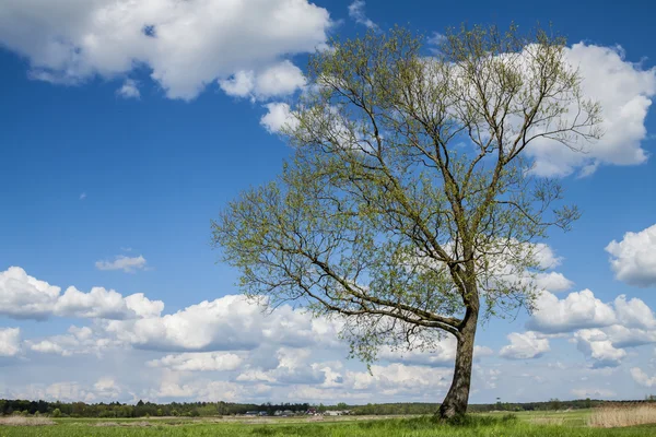 Lonely tree. — Stock Photo, Image