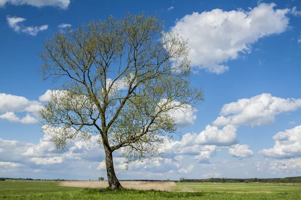 Lonely tree. — Stock Photo, Image