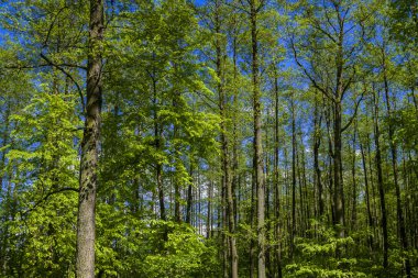 Ormanda güneşli bir gün.