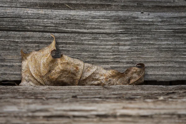 Droge blad tussen de planken. — Stockfoto