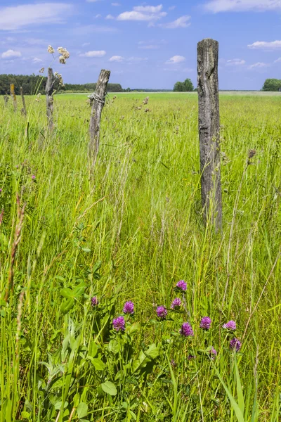 Agrarische landschap, zomertijd. — Stockfoto