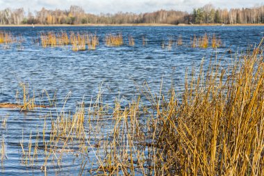 Göl ve orman sonbahar renkli.