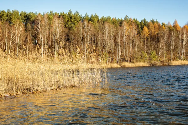 秋の色の湖と森. — ストック写真