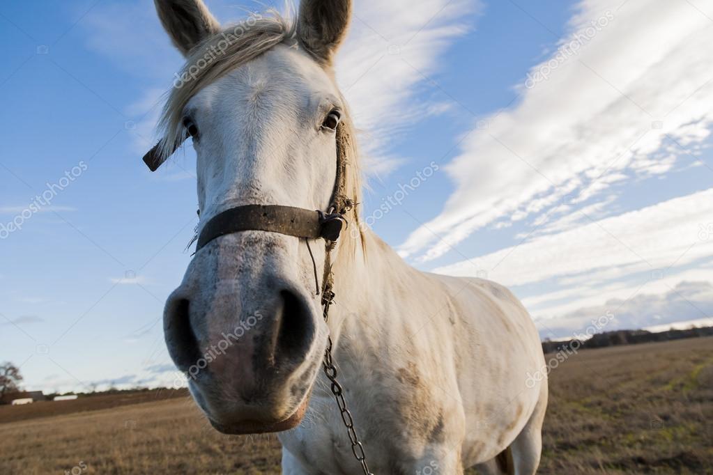 Portrait of a white horse.