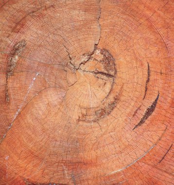 Eski gövde larch dilim