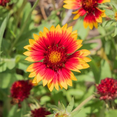 Doğa parklarında güzel çiçekler arıyorum..