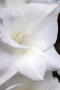 Bahçede beyaz bir çiçek açtı..