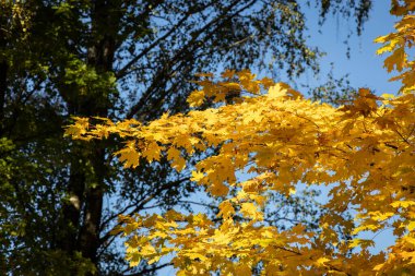 Renkli sonbahar yapraklarıyla parkta bir yürüyüş.
