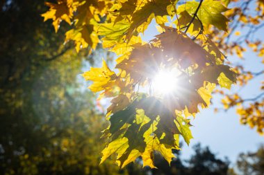 Renkli sonbahar yapraklarıyla parkta bir yürüyüş.