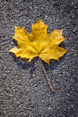 Renkli sonbahar yapraklarıyla parkta bir yürüyüş.