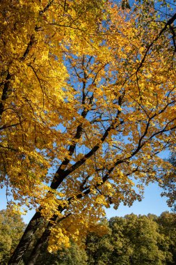 Renkli sonbahar yapraklarıyla parkta bir yürüyüş.