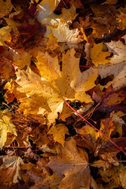 Renkli sonbahar yapraklarıyla parkta bir yürüyüş.