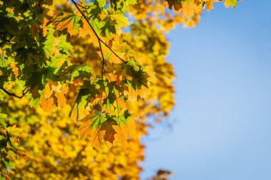 Renkli sonbahar yapraklarıyla parkta bir yürüyüş.