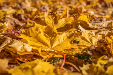 Renkli sonbahar yapraklarıyla parkta bir yürüyüş.