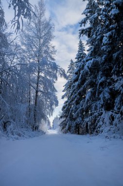 İnanılmaz kış manzarası, kar altındaki ağaçlar., 