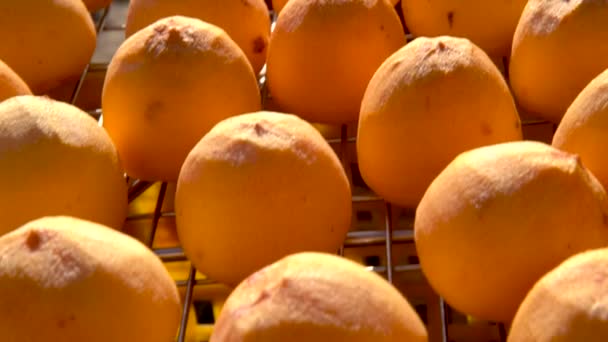 乾燥皮をむいた乾燥柿の製造工程をふるいにかける太陽のパノラマ 秋の保存食のコンセプト — ストック動画