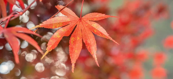 Piękne Liście Klonu Jesienią Słoneczny Dzień Pierwszym Planie Rozmazane Tło — Zdjęcie stockowe