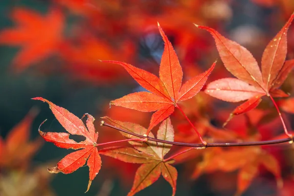 Piękne Liście Klonu Jesienią Słoneczny Dzień Pierwszym Planie Rozmazane Tło — Zdjęcie stockowe