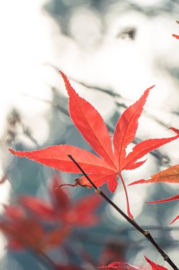 Güzel akçaağaç yaprakları sonbaharda güneşli bir günde ön planda ve Tayvan 'da bulanık bir arkaplanda, insan olmadan, yakın çekim, kopyalama alanı, makro çekim.
