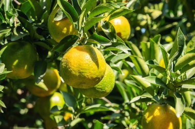 Taze taze mandalina portakalı, portakal bahçesindeki ağaçta güneş ışığıyla..