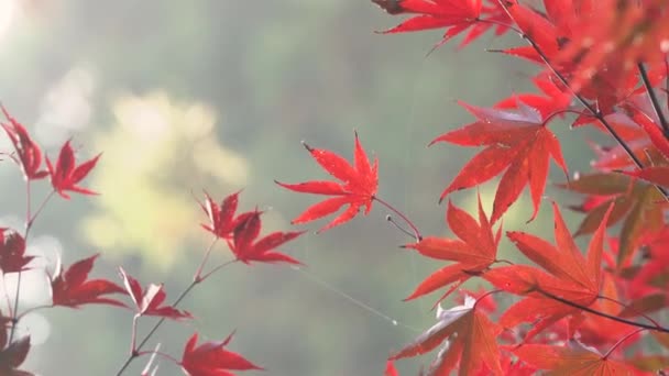 Güzel Akçaağaç Yaprakları Sonbaharda Güneşli Bir Günde Planda Tayvan Bulanık — Stok video