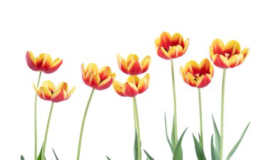 Taze ve güzel kırmızı ve sarı laleler beyaz arka planda izole edilmiş, Anneler Günü bahar çiçeği konseptine yakın..