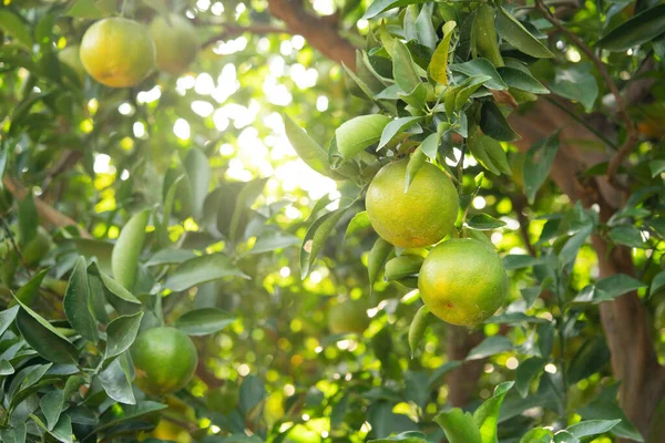 Čerstvé Zralé Mandarinky Mandarinky Oranžové Stromě Oranžové Zahradě Sad Podsvícením — Stock fotografie