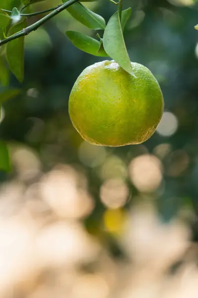 Свіжий Стиглий Мандаринський Апельсин Дереві Помаранчевому Саду Підсвічуванням Сонця — стокове фото