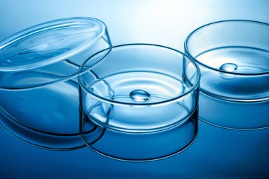 Mavi ışık arkaplanı üzerinde sıvı damlası olan temiz cam petri kabı, bilim laboratuarı testi ve aşı geliştirme konsepti.