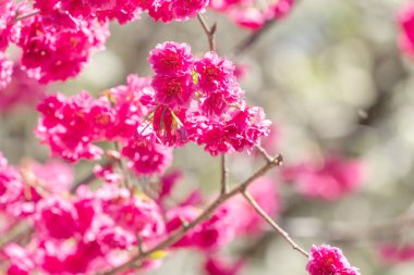 Güzel Sakura Kiraz Çiçeği İlkbaharda ağaç zemininde koyu pembe renkte.