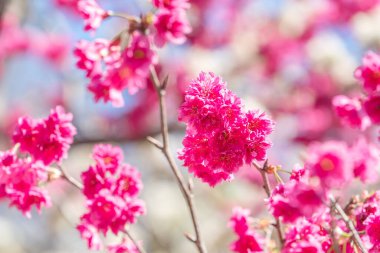 Güzel Sakura Kiraz Çiçeği İlkbaharda ağaç zemininde koyu pembe renkte.