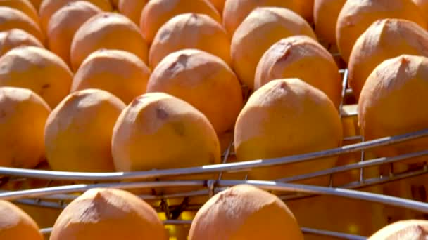 Panorering Solen Der Eksponerer Tørret Persimmon Beslutningsproces Sigter Efteråret – Stock-video