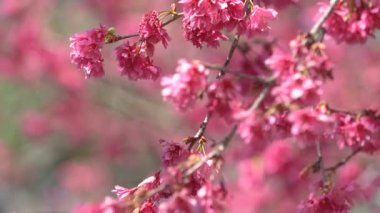 Güzel Sakura Kiraz Çiçeği İlkbaharda ağaç zemininde koyu pembe renkte.