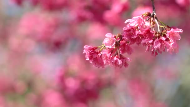 Bela Flor Cereja Sakura Cor Rosa Escura Primavera Fundo Árvore — Vídeo de Stock