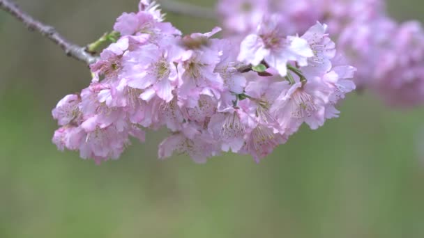 뒤쪽의 봄철에 아름다운 사쿠라 분홍빛을 — 비디오