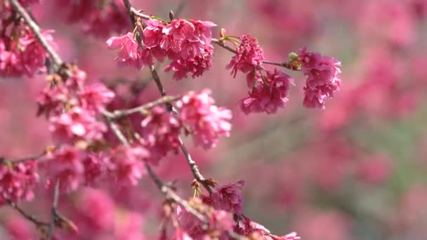 Güzel Sakura Kiraz Çiçeği Lkbaharda Ağaç Zemininde Koyu Pembe Renkte — Stok video