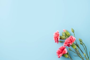 Anneler Günü 'nün hediye tasarımı kavramı. Üzerinde karanfil buketi olan parlak mavi masa arka planı.