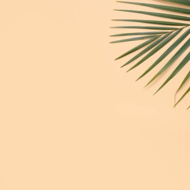 Parlak turuncu arkaplanda izole edilmiş tropikal palmiye yapraklarının üst görünümü.