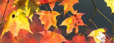 Tayvan 'da sonbahar güneşli bir günde, insanların olmadığı güzel akçaağaç yapraklarını kapatın..