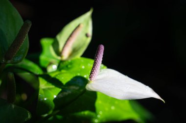 Parlak yeşil yapraklı canlı kırmızı bir Anthurium 'un yakın çekimi
