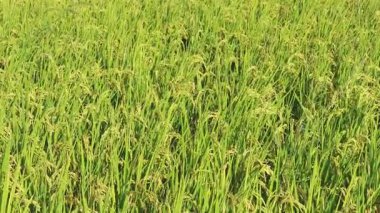 Altın pirinç çeltik tarlası Gün batımında sallanıyor.