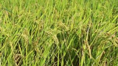 Altın pirinç çeltik tarlası Gün batımında sallanıyor.