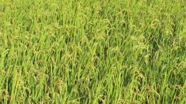 Altın pirinç çeltik tarlası Gün batımında sallanıyor.